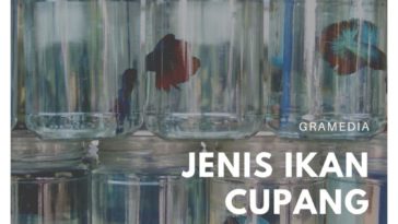 budidaya ikan cupang (3)