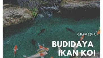 budidaya ikan koi