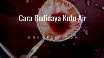cara budidaya kutu air