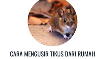 cara mengusir tikus dari rumah