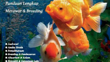 Panduan Lengkap Merawat & Breeding Maskoki