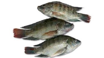 Ikan nila Jatimbulan 