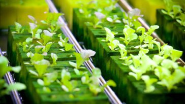 media tanam hidroponik (2)