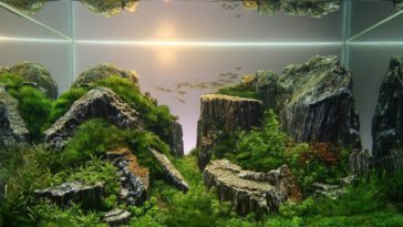 aquascape - natural style