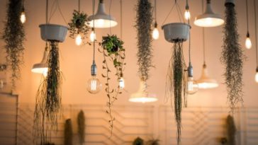 jenis tanaman gantung