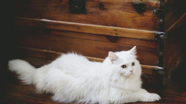 jenis kucing anggora