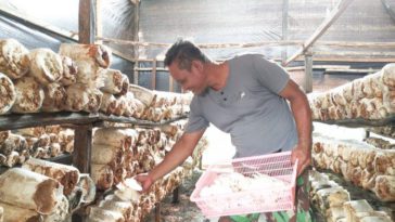 cara budidaya jamur tiram