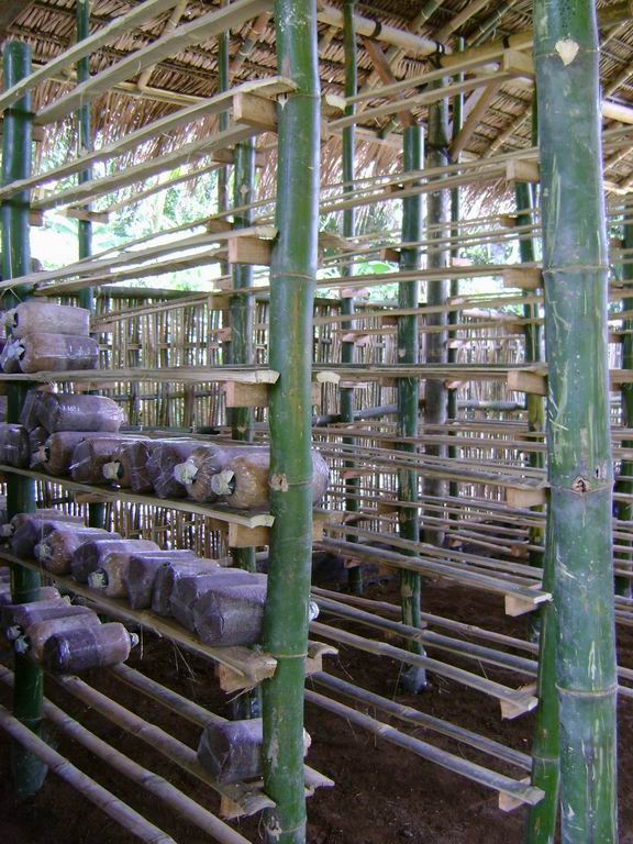 Peluang dan Panduan Budidaya Jamur Tiram Best Seller Gramedia