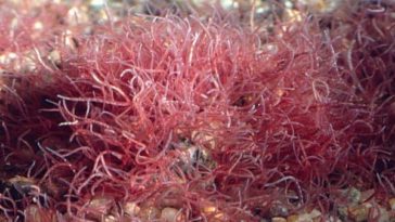 budidaya Cacing Sutra