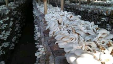 budidaya jamur tiram