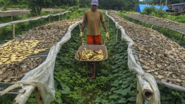 budidaya tanaman porang