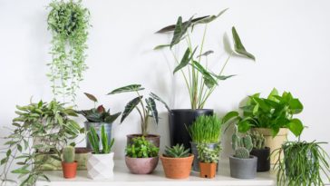 Cara Merawat Tanaman Hias