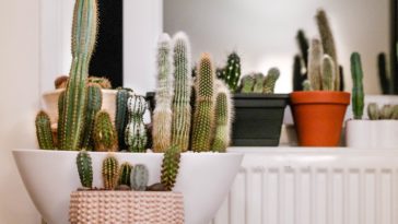 cara merawat kaktus tanaman hias