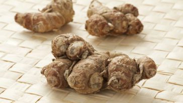 manfaat kencur bagi kesehatan