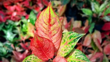 cara merawat bunga aglaonema