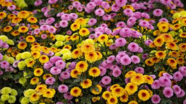 cara merawat bunga krisan