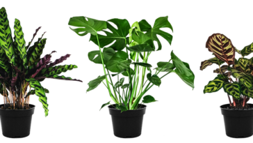 cara merawat tanaman hias calathea