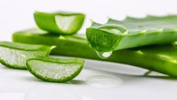 manfaat lidah buaya