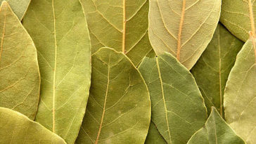 14 Manfaat Daun Salam Untuk Tubuh