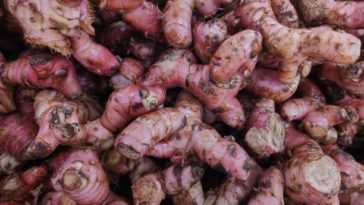 10 Manfaat Jahe Merah Bagi Kesehatan