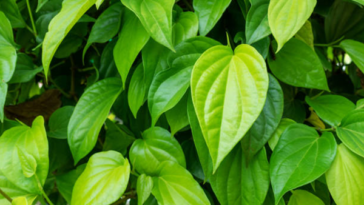 manfaat daun sirih