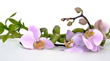 cara budidaya anggrek bulan