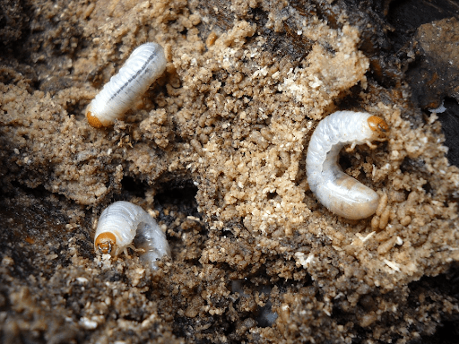 Budidaya Maggot dan Potensi Keuntungannya - Best Seller Gramedia