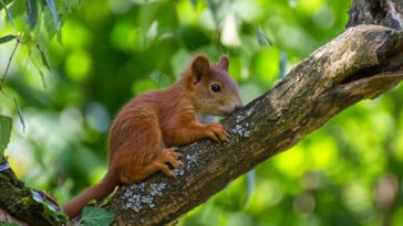 hewan terkecil di dunia