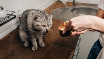 penyebab kucing tidak mau makan