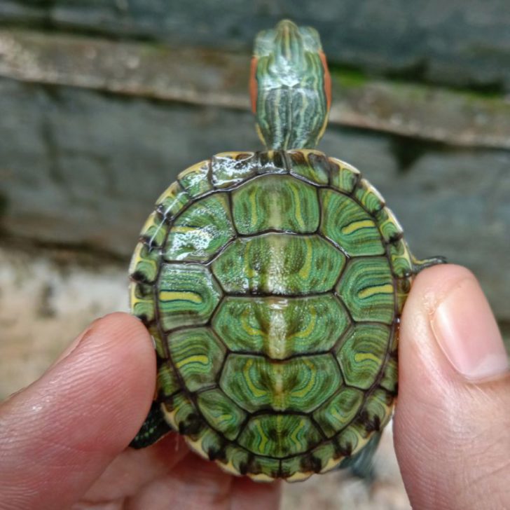 10 Jenis Kura-Kura Yang Bisa Jadi Hewan Peliharaan - Gramedia