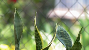 jenis tanaman lidah mertua