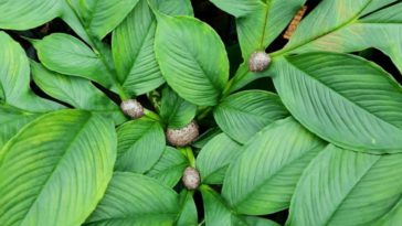 jenis tanaman porang