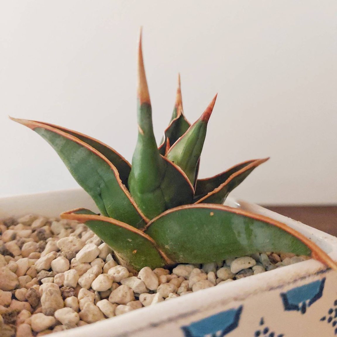 14 Jenis Tanaman Lidah Mertua Terlengkap - Best Seller Gramedia