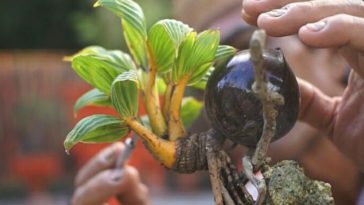 cara merawat bonsai kelapa