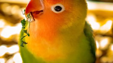 cara merawat burung lovebird