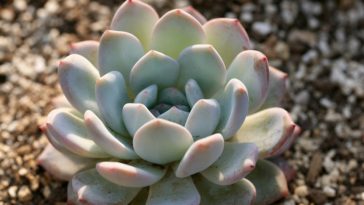 cara merawat sukulen