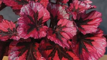 begonia