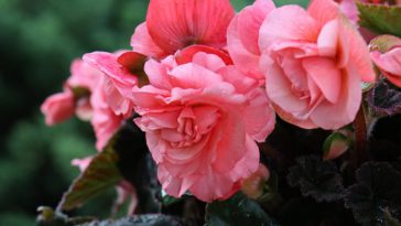 Jenis tanaman begonia