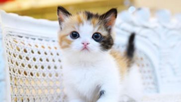 inspirasi nama kucing