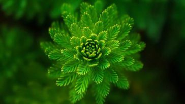 macam-macam warna hijau