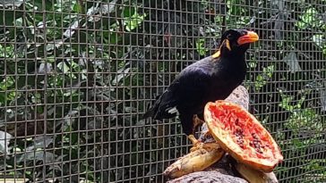 Nama-Nama Burung di Indonesia