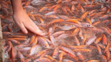 Ikan Paling Menguntungkan untuk Dibudidaya