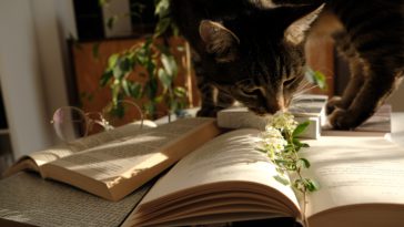 7 Rekomendasi Novel Ringan Indonesia dan Terjemahan