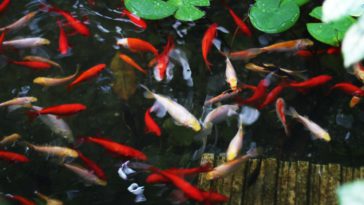 Kolam Ikan Depan Rumah Kecil Minimalis