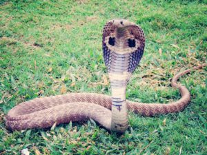 ular paling berbisa di dunia king cobra