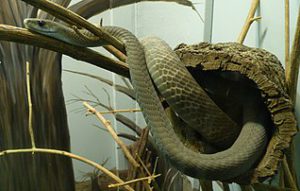 ular paling berbisa di dunia black mamba
