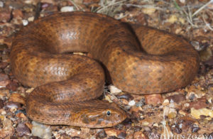 ular paling berbisa di dunia death adder