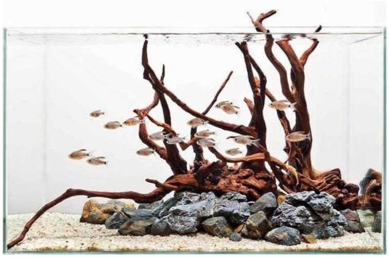 Cara Mempercantik Akuarium dengan Dekorasi Alami (Driftwood, Batu)