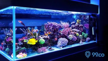 Macam Hiasan Akuarium