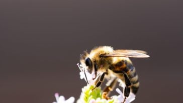 Simbiosis Mutualisme